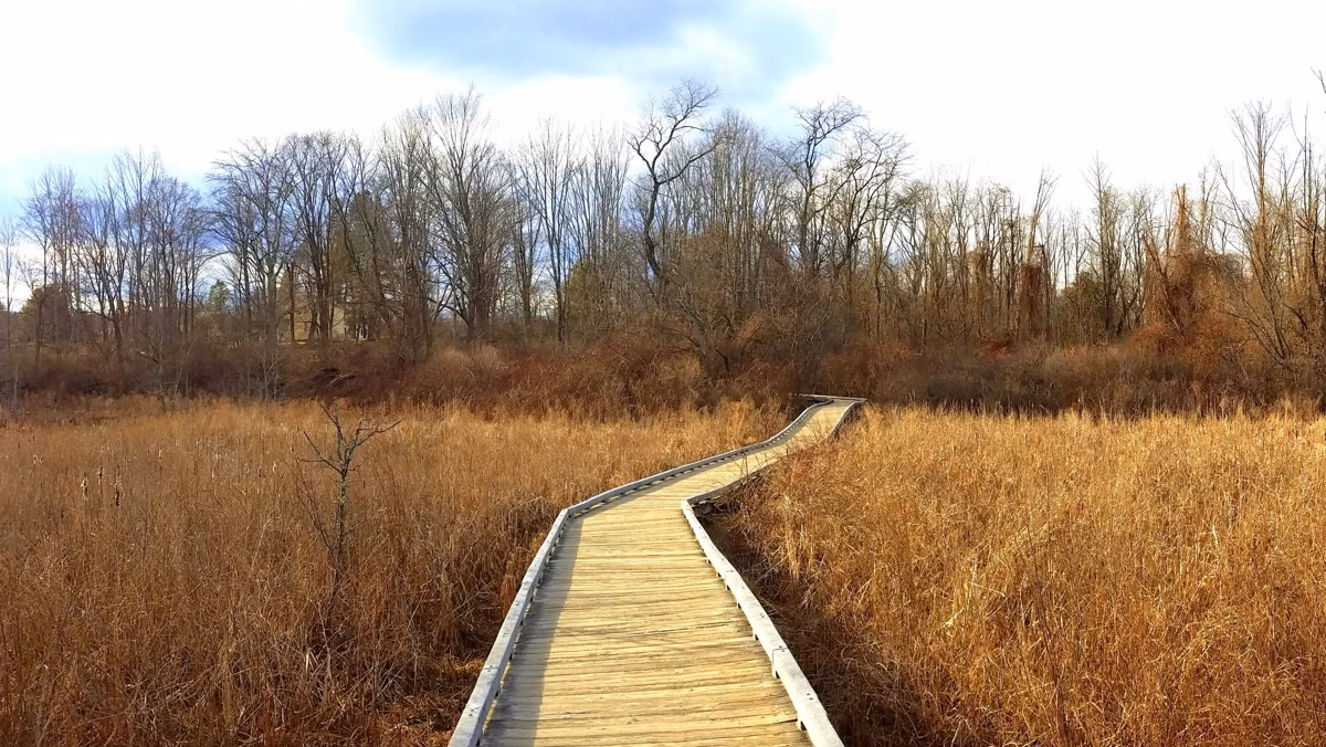 A boardwalk crossing a golden meadow in winter at Minute Man National Historical Park